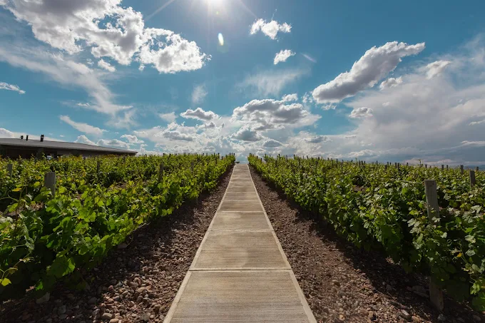Caminho entre os vinhedos